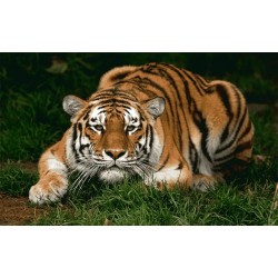 نخ و نقشه تابلو فرش حیوانات کد 3