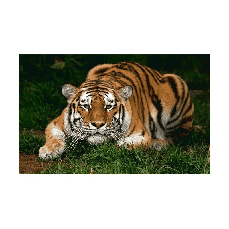 نخ و نقشه تابلو فرش حیوانات کد 3