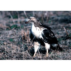 نخ و نقشه تابلو فرش حیوانات کد 9