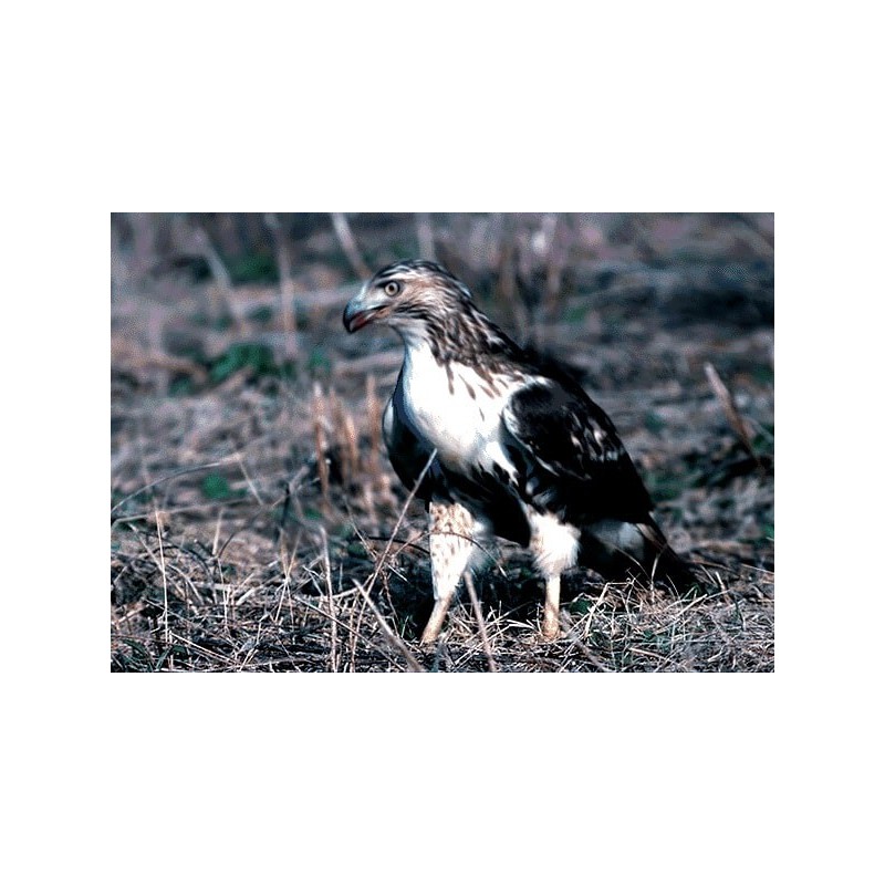 نخ و نقشه تابلو فرش حیوانات کد 9