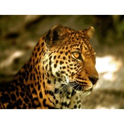 نخ و نقشه تابلو فرش حیوانات کد 10