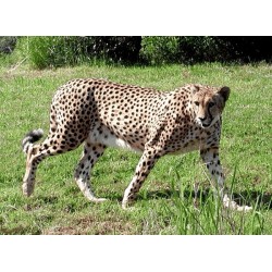 نخ و نقشه تابلو فرش حیوانات کد 19