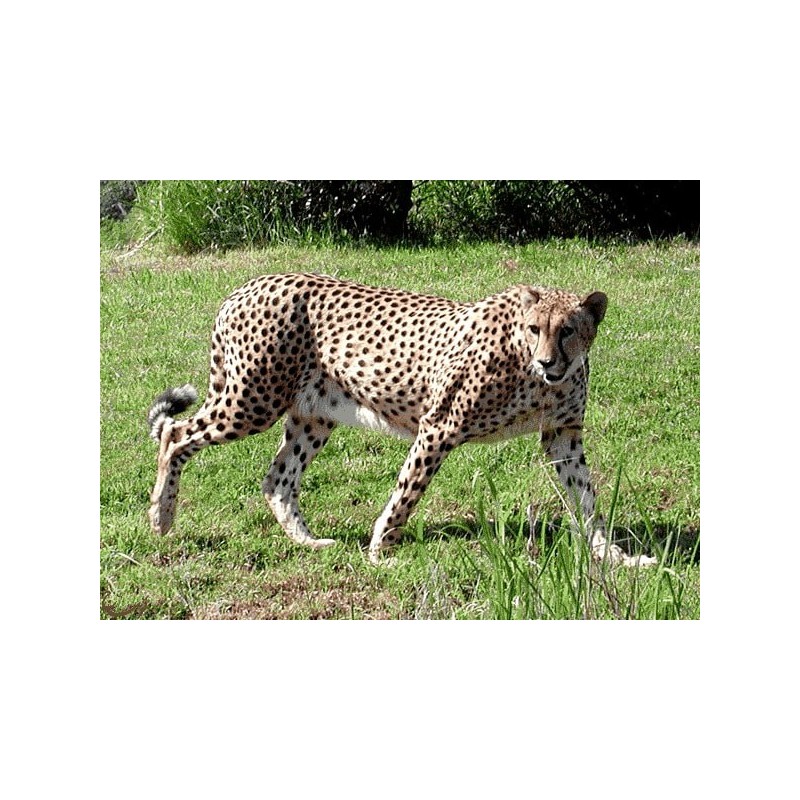 نخ و نقشه تابلو فرش حیوانات کد 19