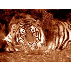 نخ و نقشه تابلو فرش حیوانات کد 20