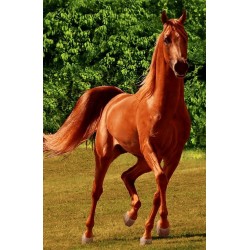 نخ و نقشه تابلو فرش حیوانات کد 22