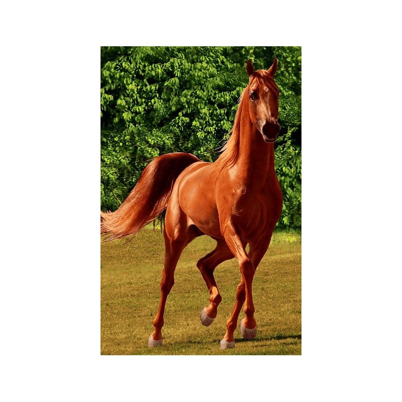 نخ و نقشه تابلو فرش حیوانات کد 22