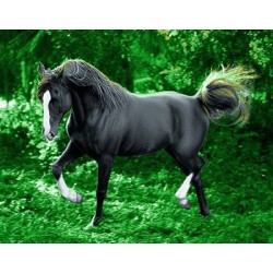 نخ و نقشه تابلو فرش حیوانات کد 33