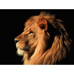 نخ و نقشه تابلو فرش حیوانات کد 34