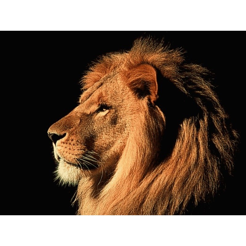 نخ و نقشه تابلو فرش حیوانات کد 34