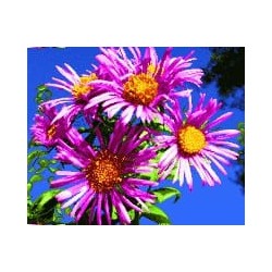 نخ و نقشه آموزشی تابلو فرش کد 51