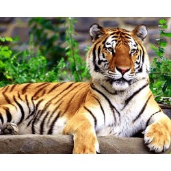 نخ و نقشه تابلو فرش حیوانات کد 39