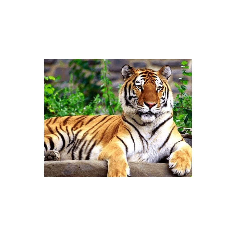 نخ و نقشه تابلو فرش حیوانات کد 39