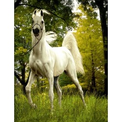 نخ و نقشه تابلو فرش حیوانات کد 40