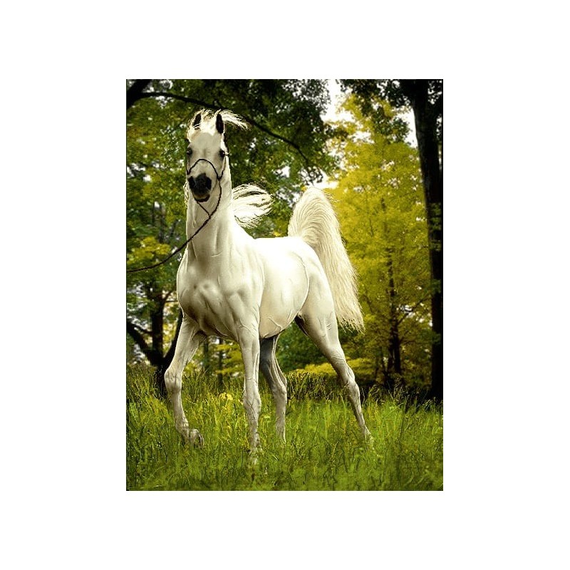 نخ و نقشه تابلو فرش حیوانات کد 40