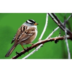 نخ و نقشه تابلو فرش حیوانات کد 43