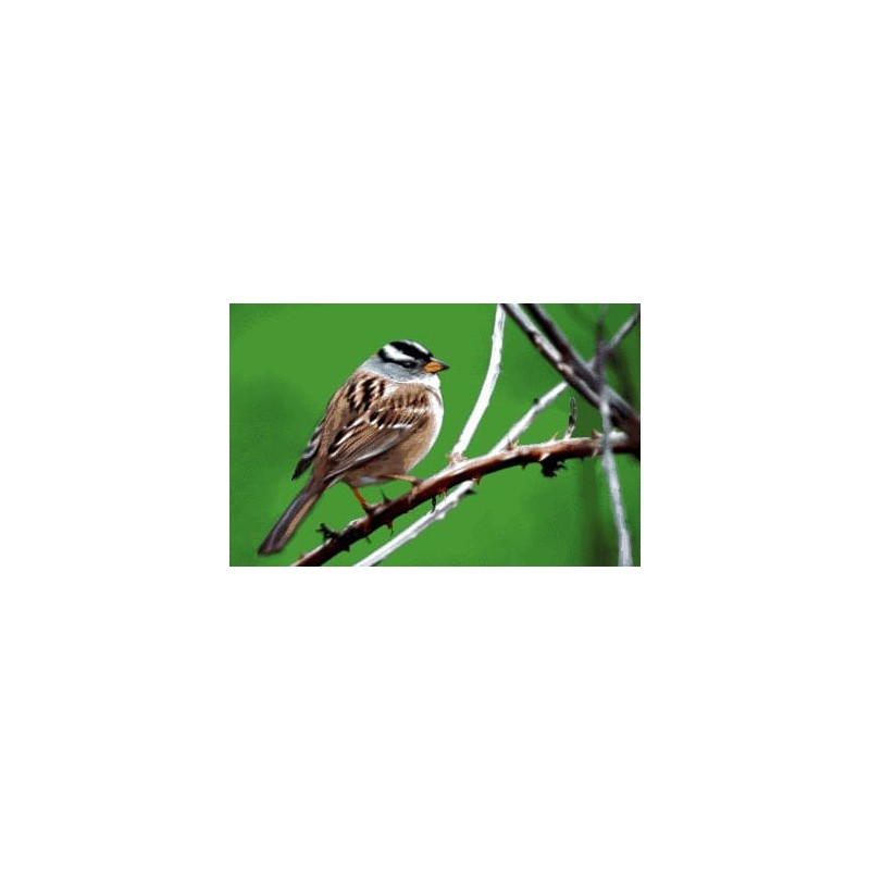 نخ و نقشه تابلو فرش حیوانات کد 43