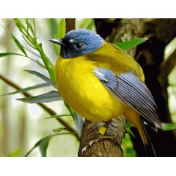 نخ و نقشه تابلو فرش حیوانات کد 44