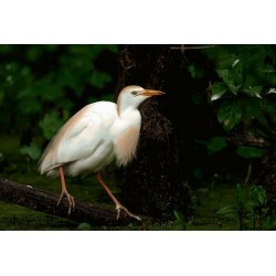 نخ و نقشه تابلو فرش حیوانات کد 46