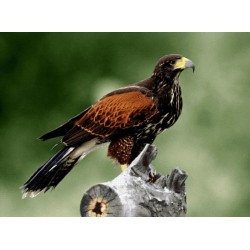 نخ و نقشه تابلو فرش حیوانات کد 47