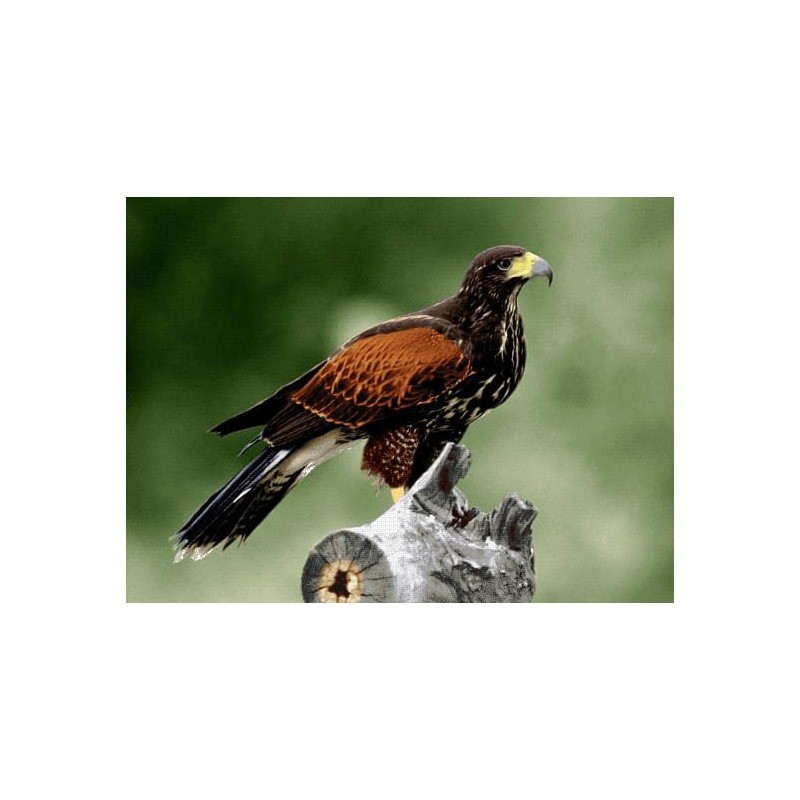 نخ و نقشه تابلو فرش حیوانات کد 47