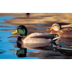 نخ و نقشه تابلو فرش حیوانات کد 49