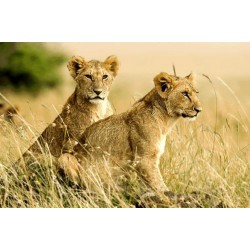 نخ و نقشه تابلو فرش حیوانات کد 50