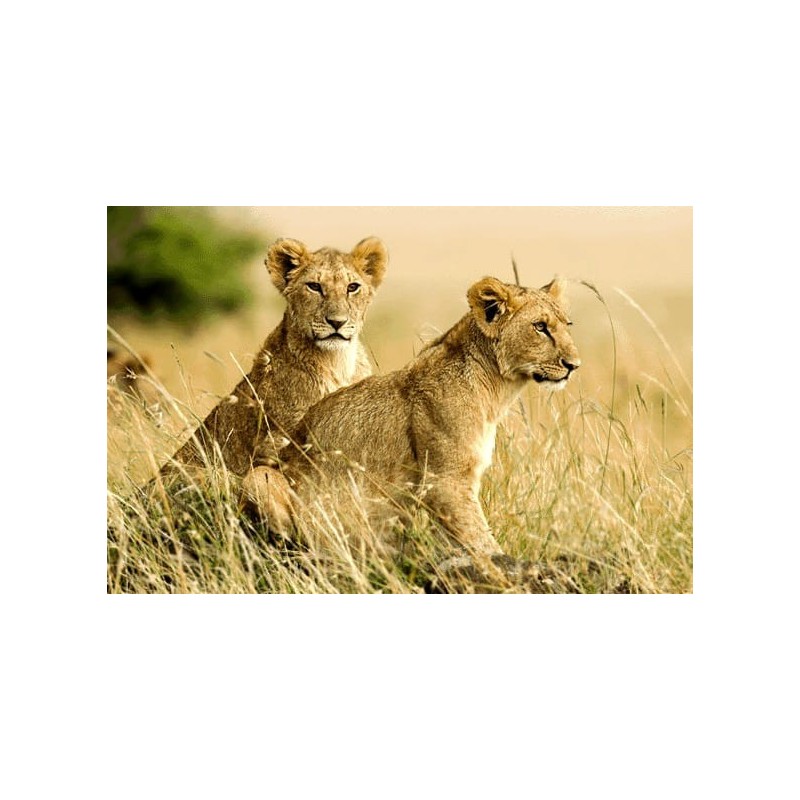 نخ و نقشه تابلو فرش حیوانات کد 50